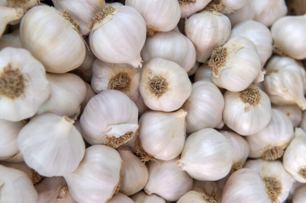 Garlic - Image 4