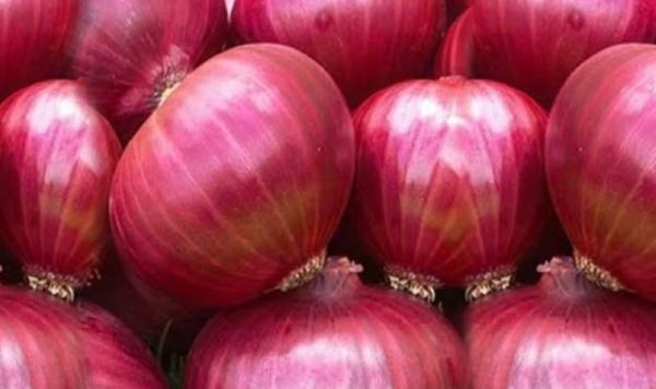 Onion - Image 3